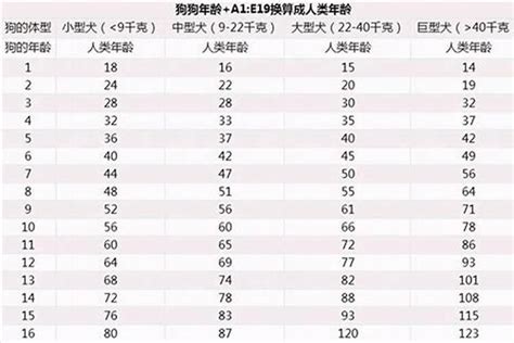 属狗的今年几岁|生肖狗今年多大年龄2024 2024年属狗的多大